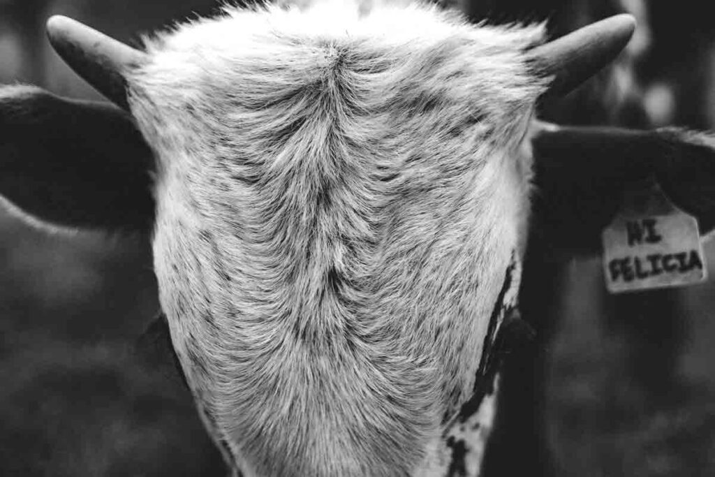 Look-at-my-Horns