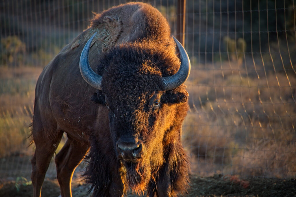 Bull Bison